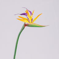 Realistic Bird of Paradise Artificial Flower - 28.3" Tall - High-Quality Rubber - for Home Decor Weddings & Photography