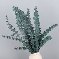 Bulk 10 Pcs Preserved Dried Eucalyptus Stems Home Decor Wholesale
