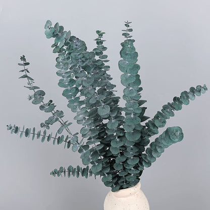 Bulk 10 Pcs Preserved Dried Eucalyptus Stems Home Decor Wholesale