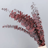 Bulk 10 Pcs Preserved Dried Eucalyptus Stems Home Decor Wholesale