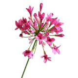 Bulk 29" Agapanthus Stems Lily of The Nile Live Plants Flowers Silk Artificial Flower Wholesale