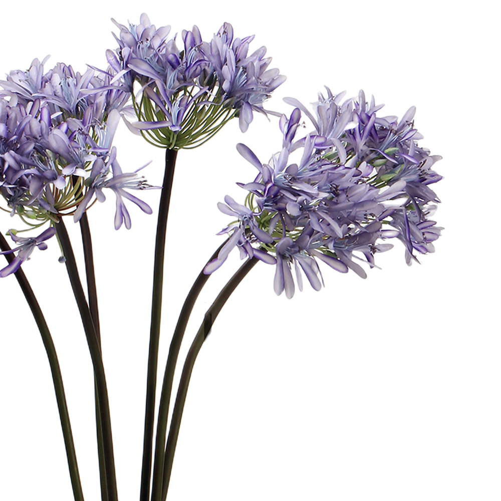 Bulk 25" Agapanthus Stems Lily of The Nile Live Plants Flowers Silk Artificial Flowers Wholesale