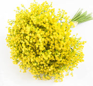 Bulk 20" 15 PCS Gypsophila Baby's Breath Stems Perfect Filler Flowers for Wedding Bouquets Centerpieces Boutonnieres and Floral Arrangements Wholesale