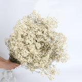 Bulk 1 Bundle Dried Baby's Breath Gypsy Flowers for Wedding Party Floral Arrangement Home Decor Wholesale