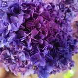 Bulk Preserved Large Hydrangea for DIY Crafts Flowers Arrangements Wholesale